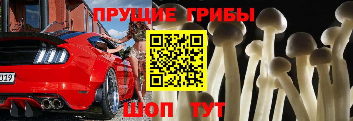 Галлюциногенные грибы Psilocybe Гурьевск